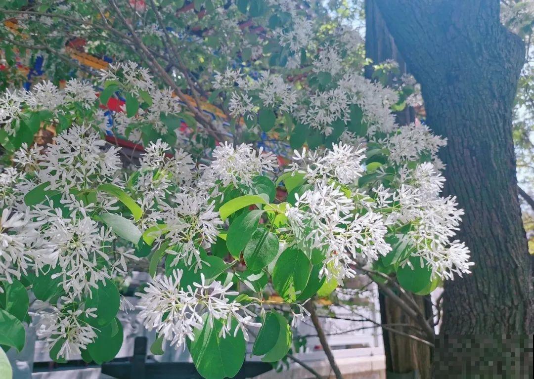 407岁古树，熊孩子玩火烧坏，只剩树皮还能活？