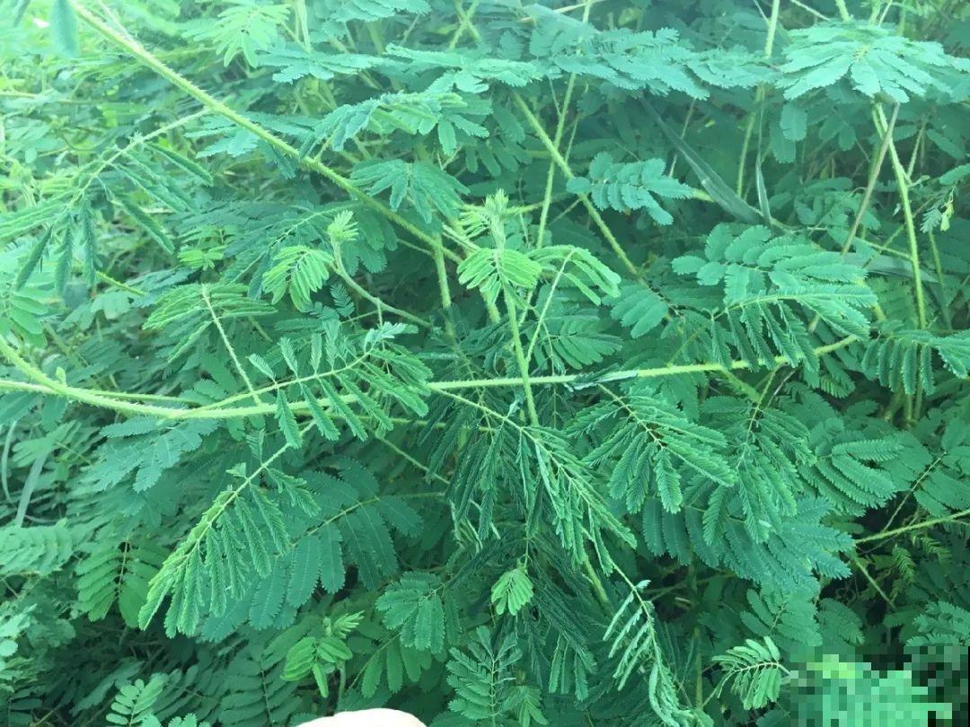 38种入侵植物,全村出来挖,挖完又长一大片 38种入侵植物,全村出来挖,挖完又长一大片