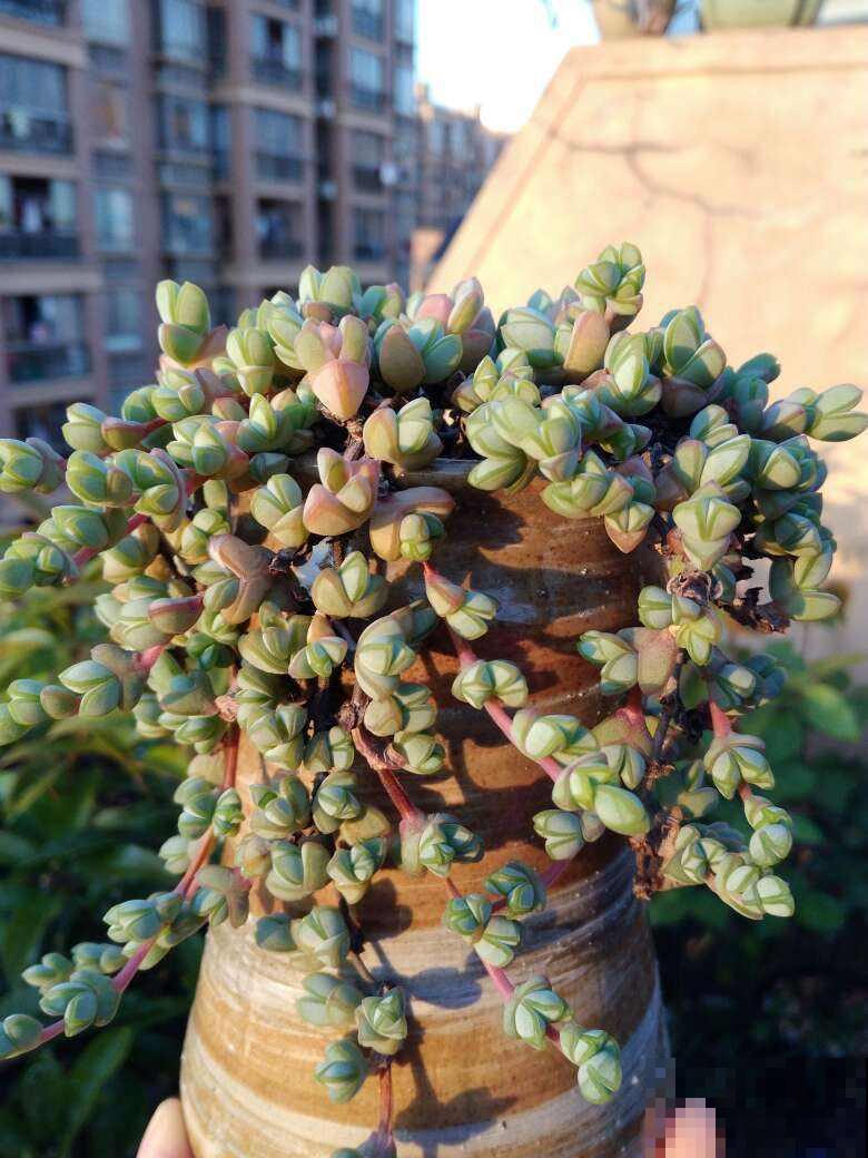 秋天养多肉,超容易爆头,选好品种是关键 秋天养多肉,超容易爆头,选好品种是关键