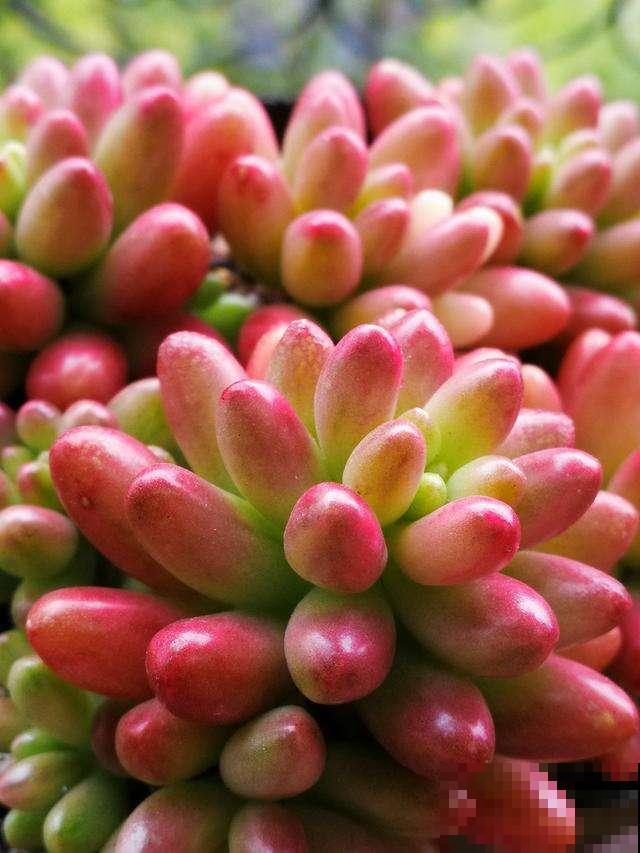 多肉这么养,才能养的白白胖胖,10年不烂根 多肉这么养,才能养的白白胖胖,10年不烂根