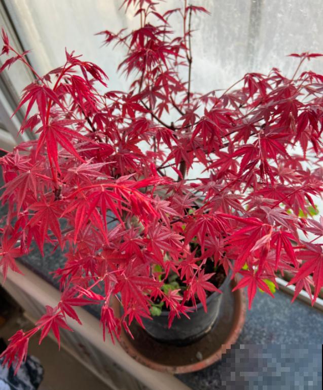 秋天就适合种草,叶子五彩斑斓,比月季三角梅都好看! 秋天就适合种草,叶子五彩斑斓,比月季三角梅都好看!