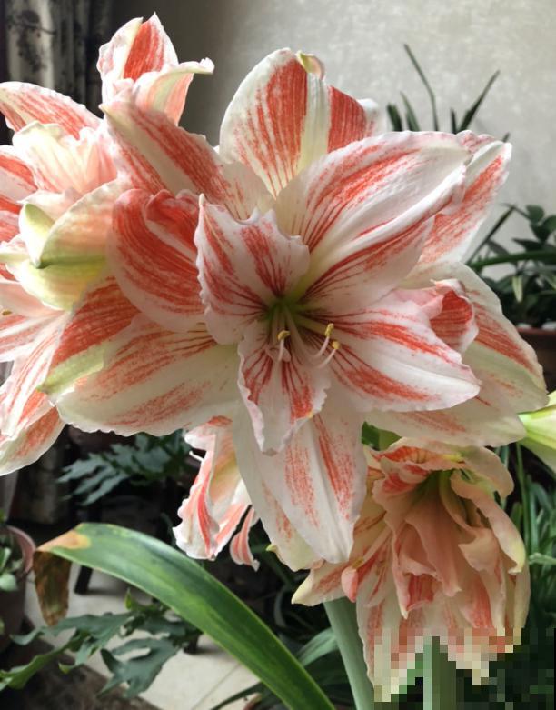 为什么朱顶红要休眠?因为不休眠,很可能不开花! 为什么朱顶红要休眠?因为不休眠,很可能不开花!