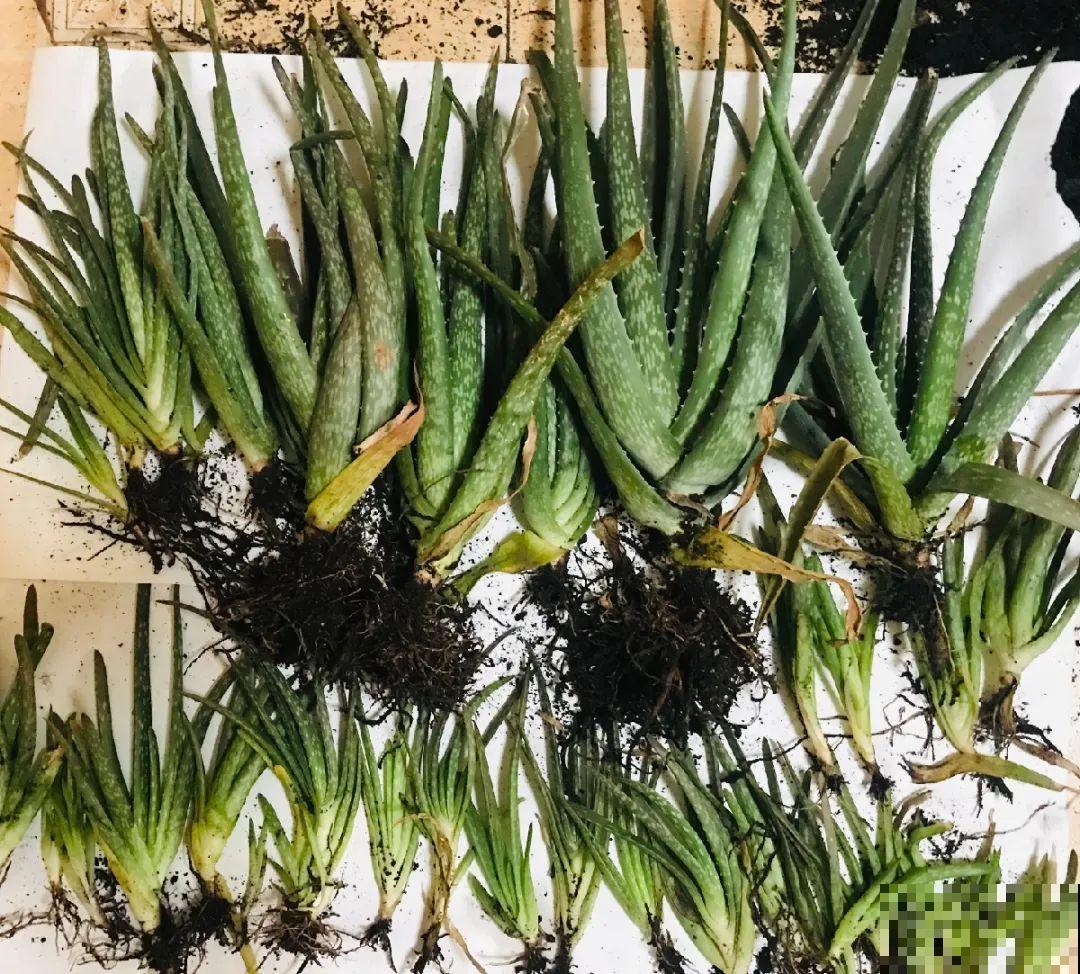 你扔的花,我捡回家,半个月起死回生! 你扔的花,我捡回家,半个月起死回生!