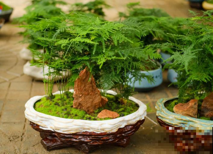 文竹总是枯黄,找准原因,对症下药,新叶子绿油油! 文竹总是枯黄,找准原因,对症下药,新叶子绿油油!