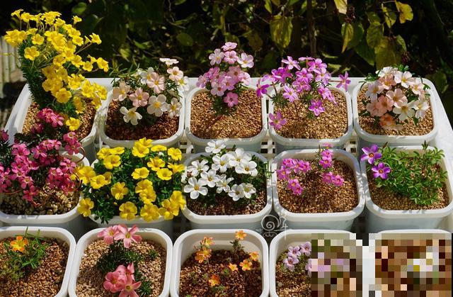 酢浆草太能生崽,一年生一堆,多得都想扔! 酢浆草太能生崽,一年生一堆,多得都想扔!