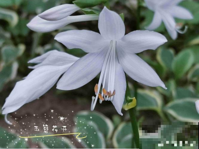 秋天就适合种草,叶子五彩斑斓,比月季三角梅都好看! 秋天就适合种草,叶子五彩斑斓,比月季三角梅都好看!