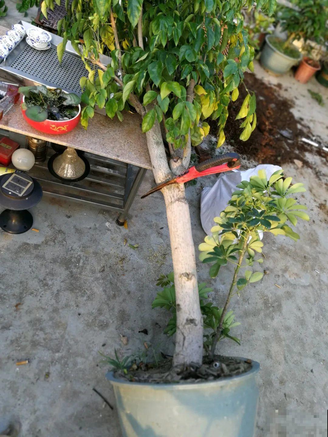 幸福树长太高，拦腰砍1刀，效果竟然这么好！