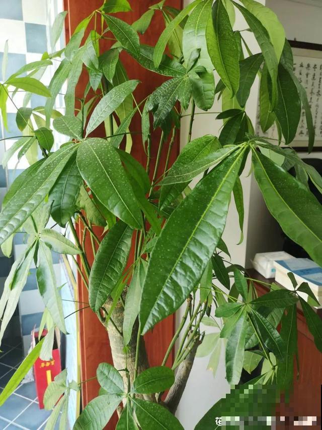 20种花秋天浇水避坑指南,现在就注意,来年长更好! 20种花秋天浇水避坑指南,现在就注意,来年长更好!