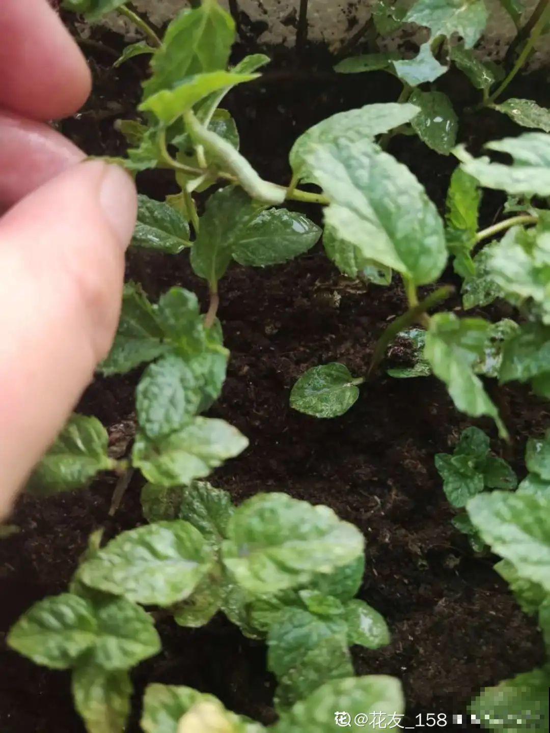 秋天虫子泛滥，不注意预防，家里的花都遭殃！