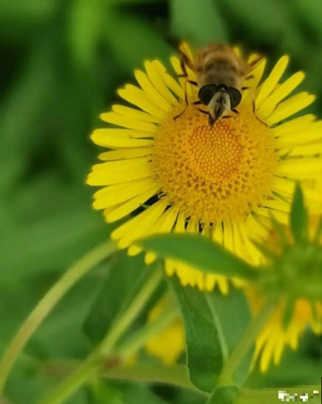 养花怎么才能人工授粉?一根小棉棒,就能解决问题! 养花怎么才能人工授粉?一根小棉棒,就能解决问题!