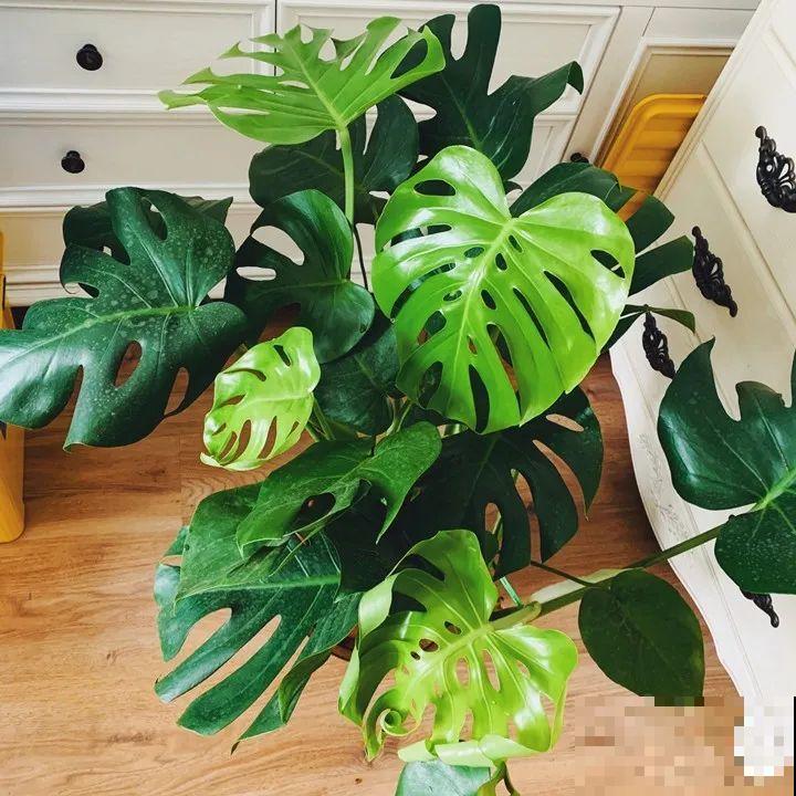 龟背竹是“吸废气”高手，家里放一盆，门窗紧闭也能空气清新！