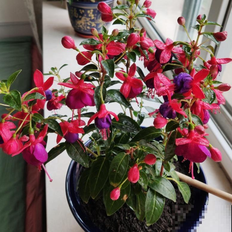 4种花只能北方养，南方种不了，只因温度太高！