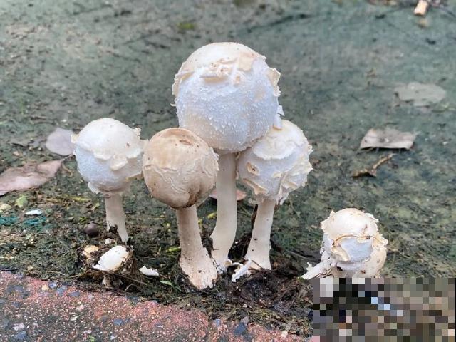 20种毒蘑菇，遇到千万别碰，贪吃必送医院！