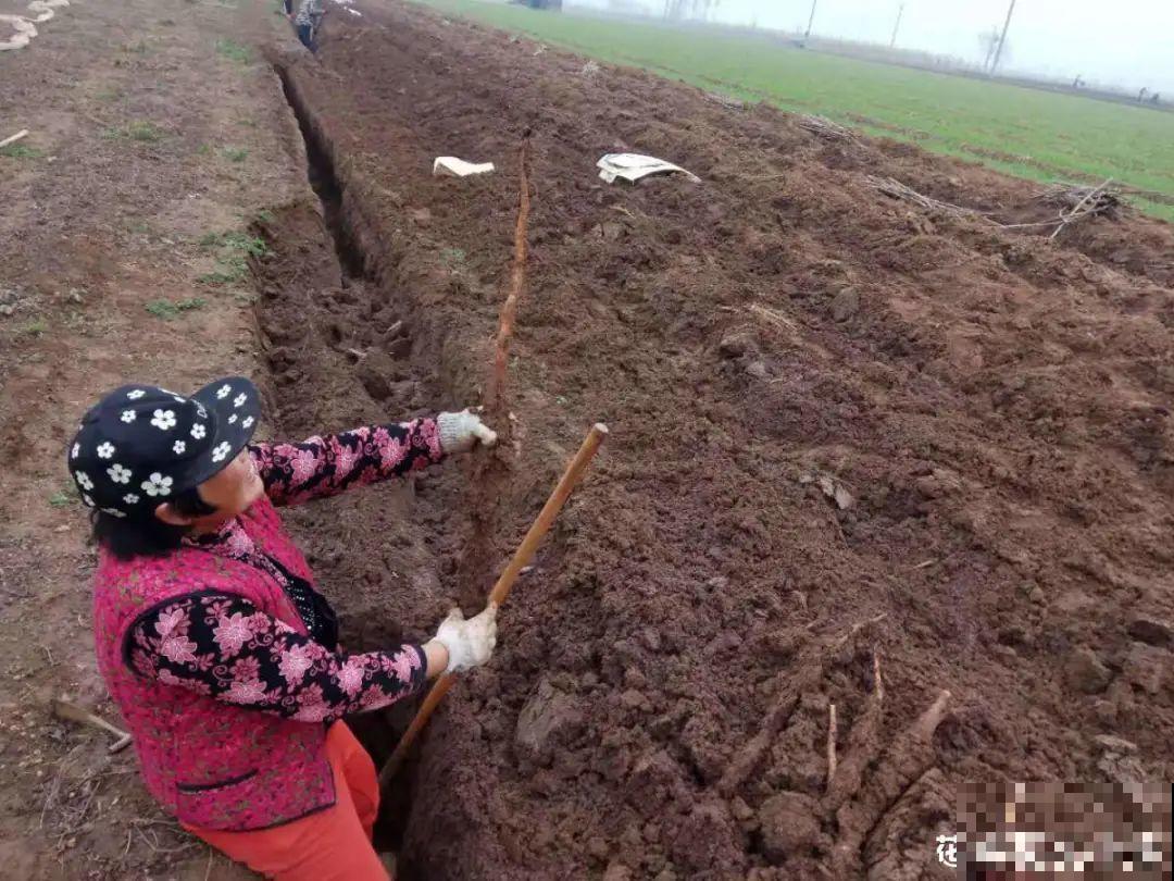 玉米地瓜，放久了自动变成盆栽，太好活了吧？