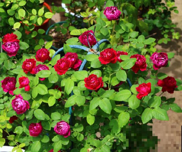 一句诗一种花,根据诗句猜花名,全猜对的是个文化人 一句诗一种花,根据诗句猜花名,全猜对的是个文化人