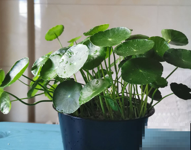 这4种花就是大水缸，越浇水越疯长，一缺水就枯了！