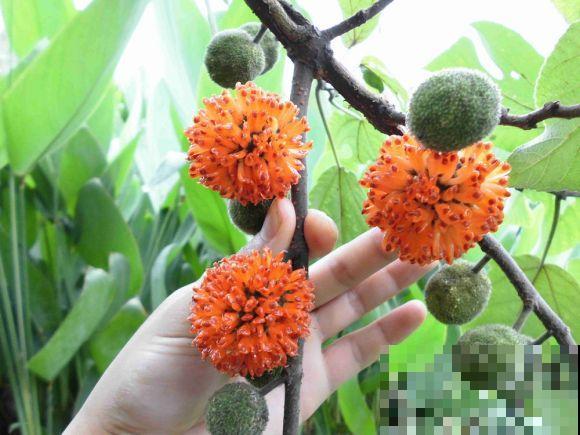 构树全身都是宝,花穗和果子都能吃,叶子还能洗碗! 构树全身都是宝,花穗和果子都能吃,叶子还能洗碗!