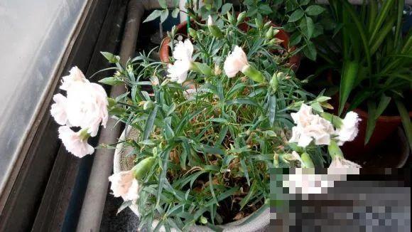 一次性的花，秋天开完就扔了，别浪费时间！