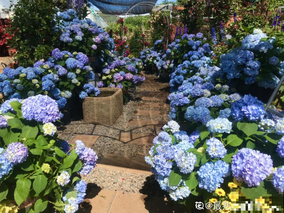 8种花,养小不养老,越老开花越少! 8种花,养小不养老,越老开花越少!