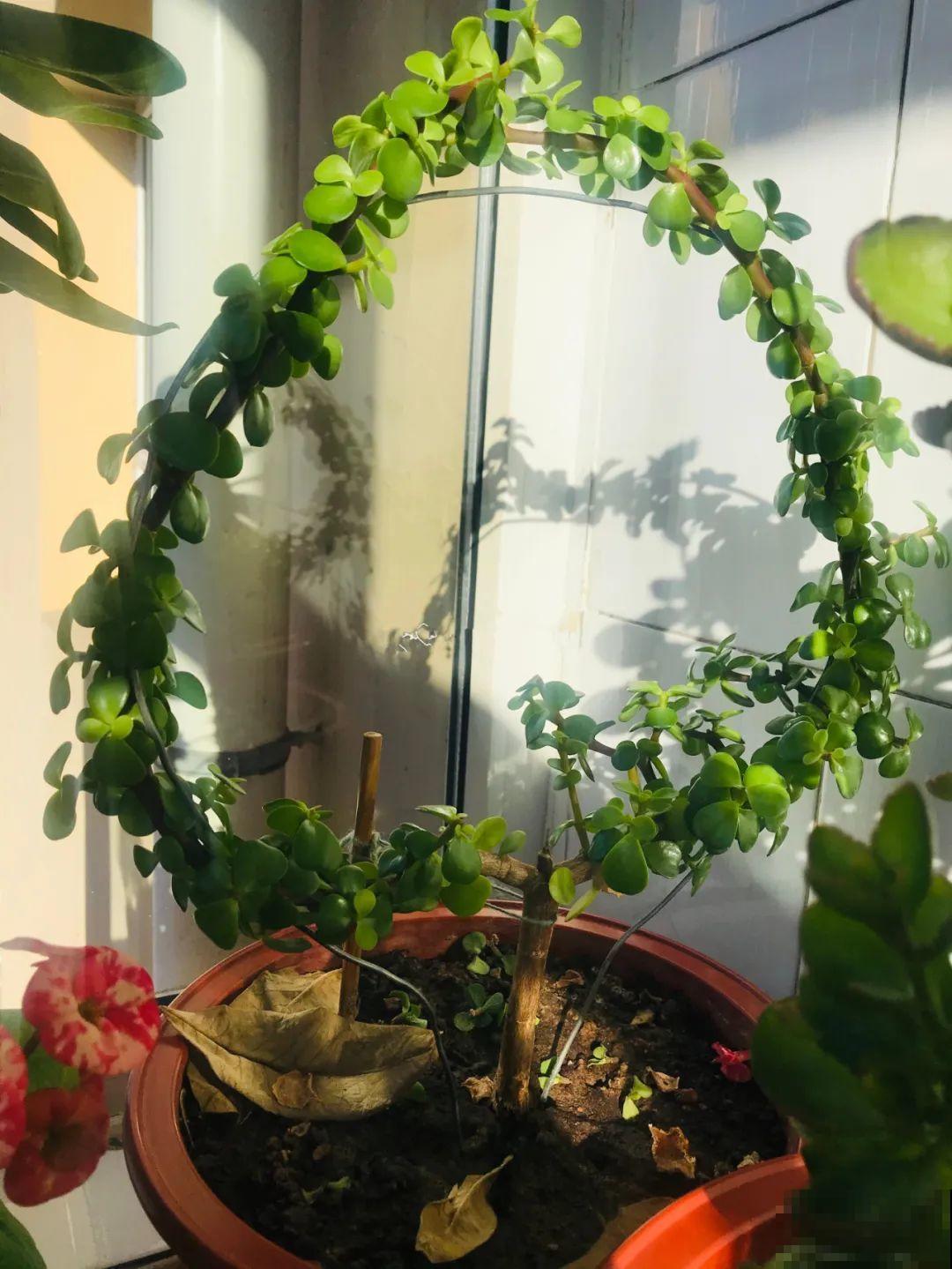 8根筷子绑一起，2个月变老桩，让你爱不释手！