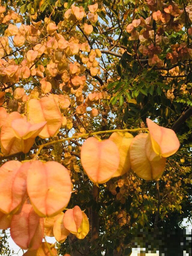 路边常见的行道树,种子捡回家,就能种出小盆栽 路边常见的行道树,种子捡回家,就能种出小盆栽