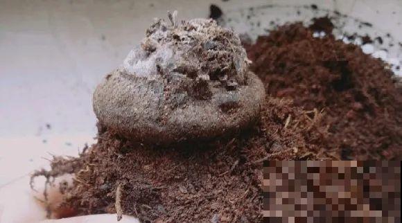 三伏已过,这花可以处理了,晚了错过开花! 三伏已过,这花可以处理了,晚了错过开花!