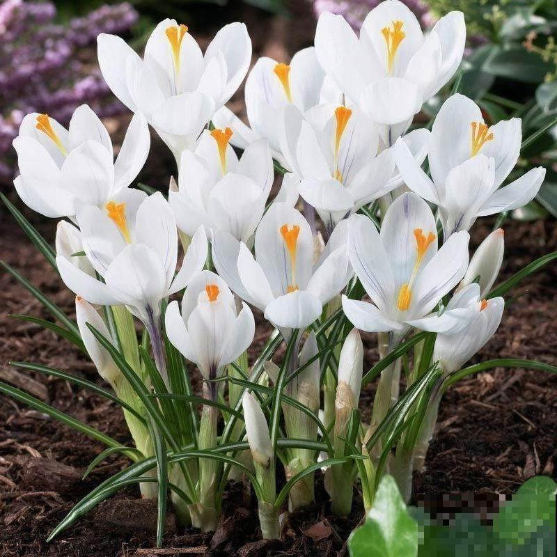 比黄金还珍贵的藏红花,其实在家就能种,三个月就开花! 比黄金还珍贵的藏红花,其实在家就能种,三个月就开花!