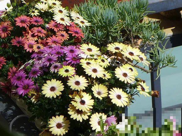 秋天的院子,养点喜欢的花,乐得自在 秋天的院子,养点喜欢的花,乐得自在