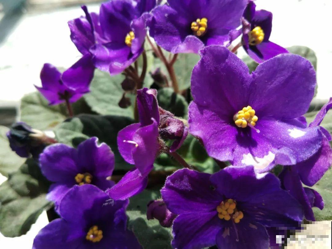 绿萝养腻了,换成非洲紫罗兰,1年有10个月花期! 绿萝养腻了,换成非洲紫罗兰,1年有10个月花期!