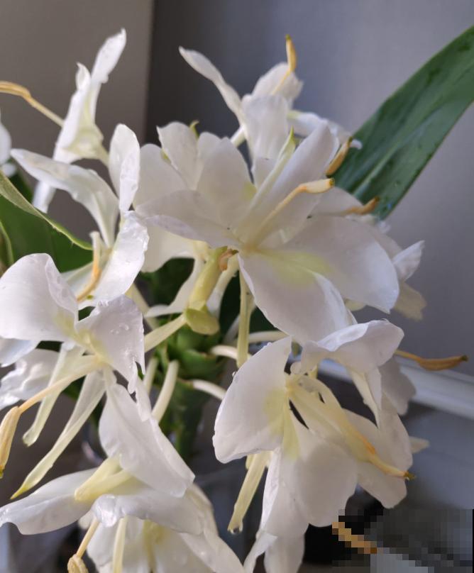 5种名字叫蝴蝶的花，全认识的没几个，最后一种长得太像了！