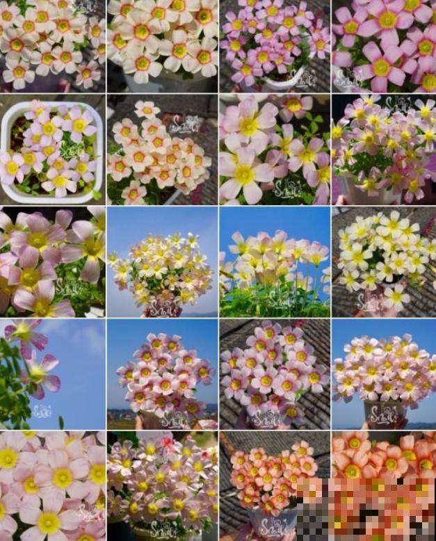 酢浆草太能生崽,一年生一堆,多得都想扔! 酢浆草太能生崽,一年生一堆,多得都想扔!