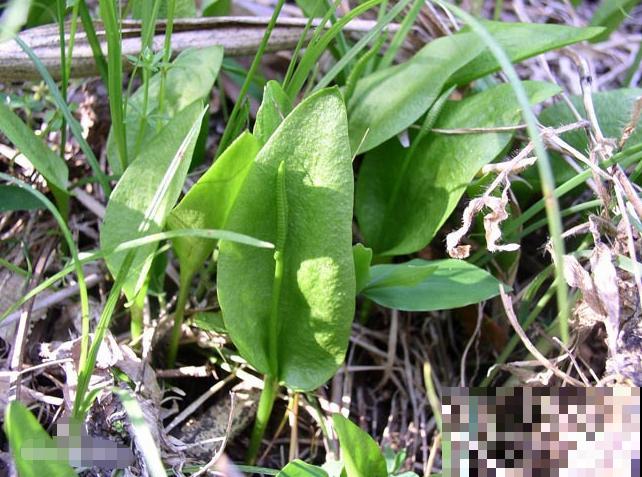 5种罕见植物，只长一片叶子一根茎，价值却很珍贵！