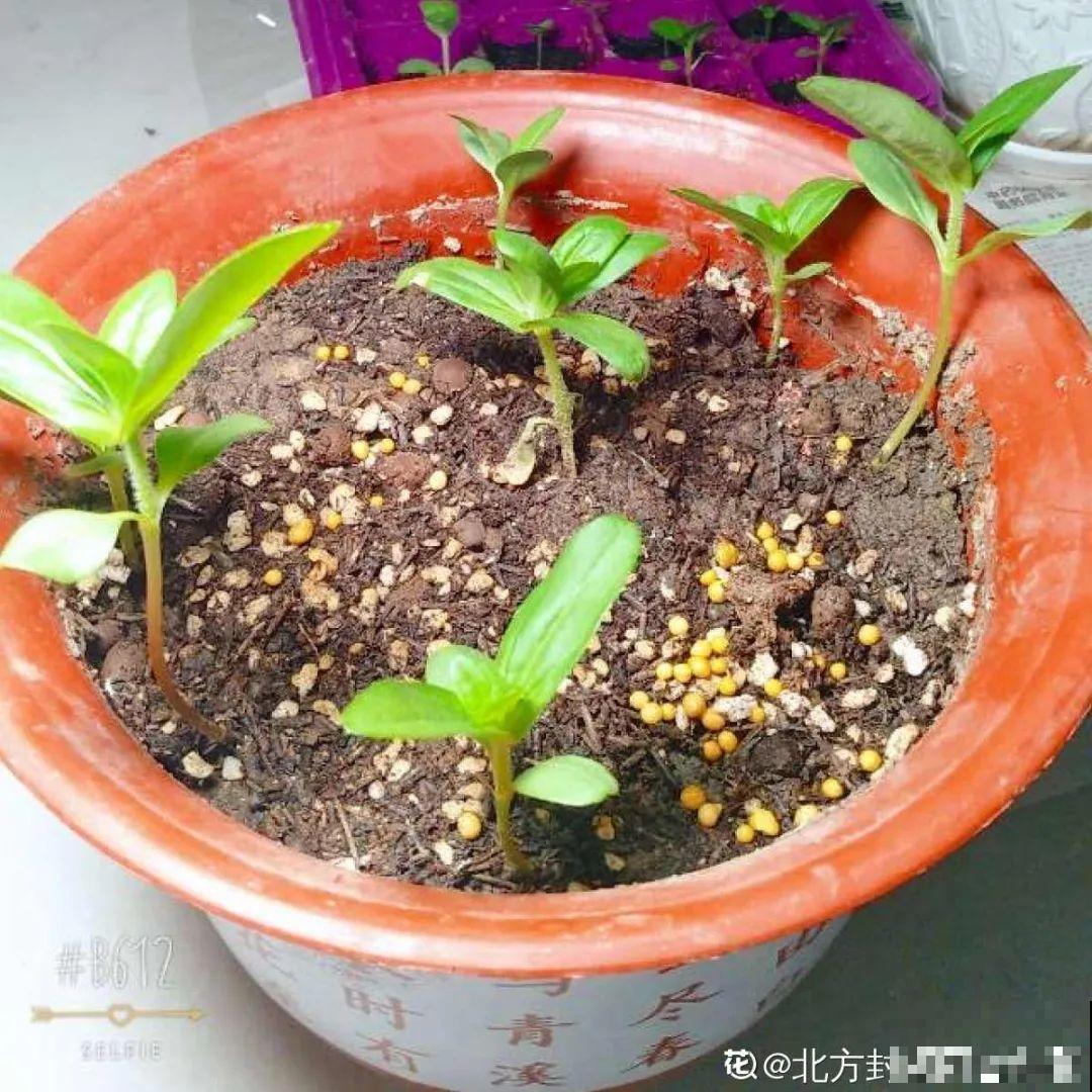 立秋后养花,8个注意事项,把花养的像白菜! 立秋后养花,8个注意事项,把花养的像白菜!