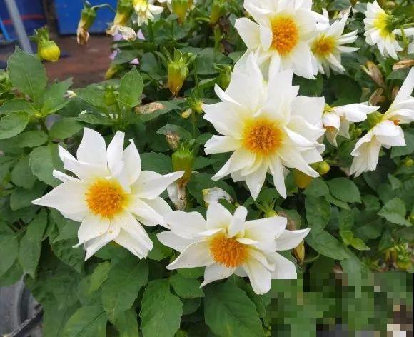 白色蜀葵竟被拦腰折断，说是因为颜色不吉利，真无语！