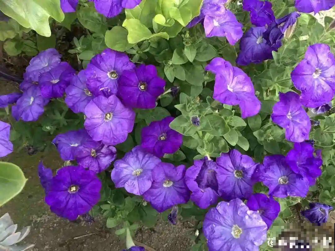 8种花,养小不养老,越老开花越少! 8种花,养小不养老,越老开花越少!