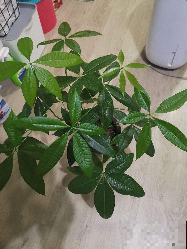 绿宝幸福树，买回家就掉叶子，打顶才是好办法