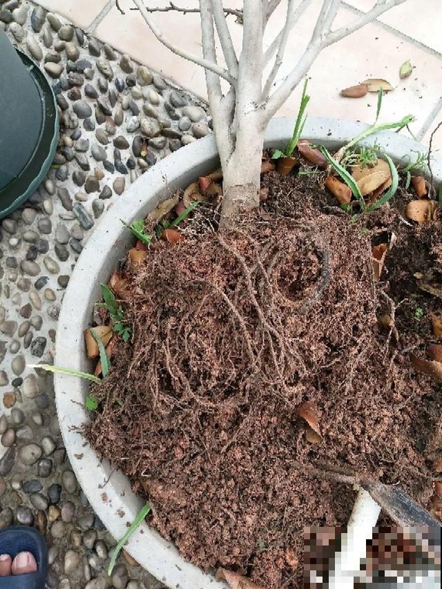 养根的3个小方法,照着一步步做,根能撑爆盆! 养根的3个小方法,照着一步步做,根能撑爆盆!