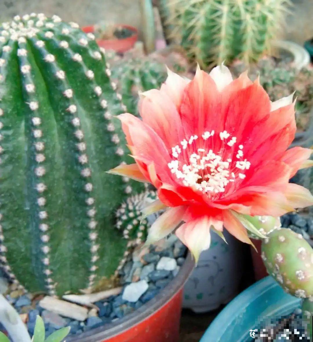 20种花秋天浇水避坑指南,现在就注意,来年长更好! 20种花秋天浇水避坑指南,现在就注意,来年长更好!