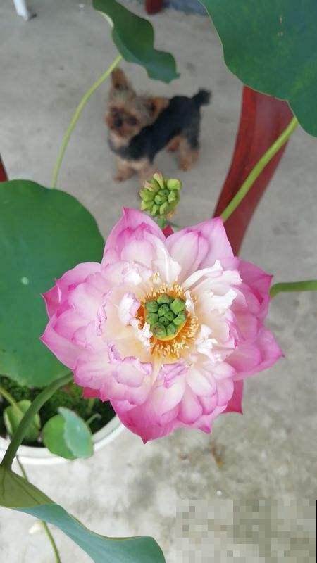 养碗莲的5个要点，简单好学，花朵一开就是满碗！