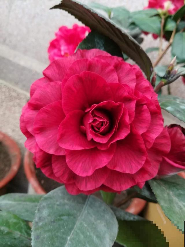 又到了养茶花的季节,给它喝点醋才能开花多,花苞个个开不停 又到了养茶花的季节,给它喝点醋才能开花多,花苞个个开不停