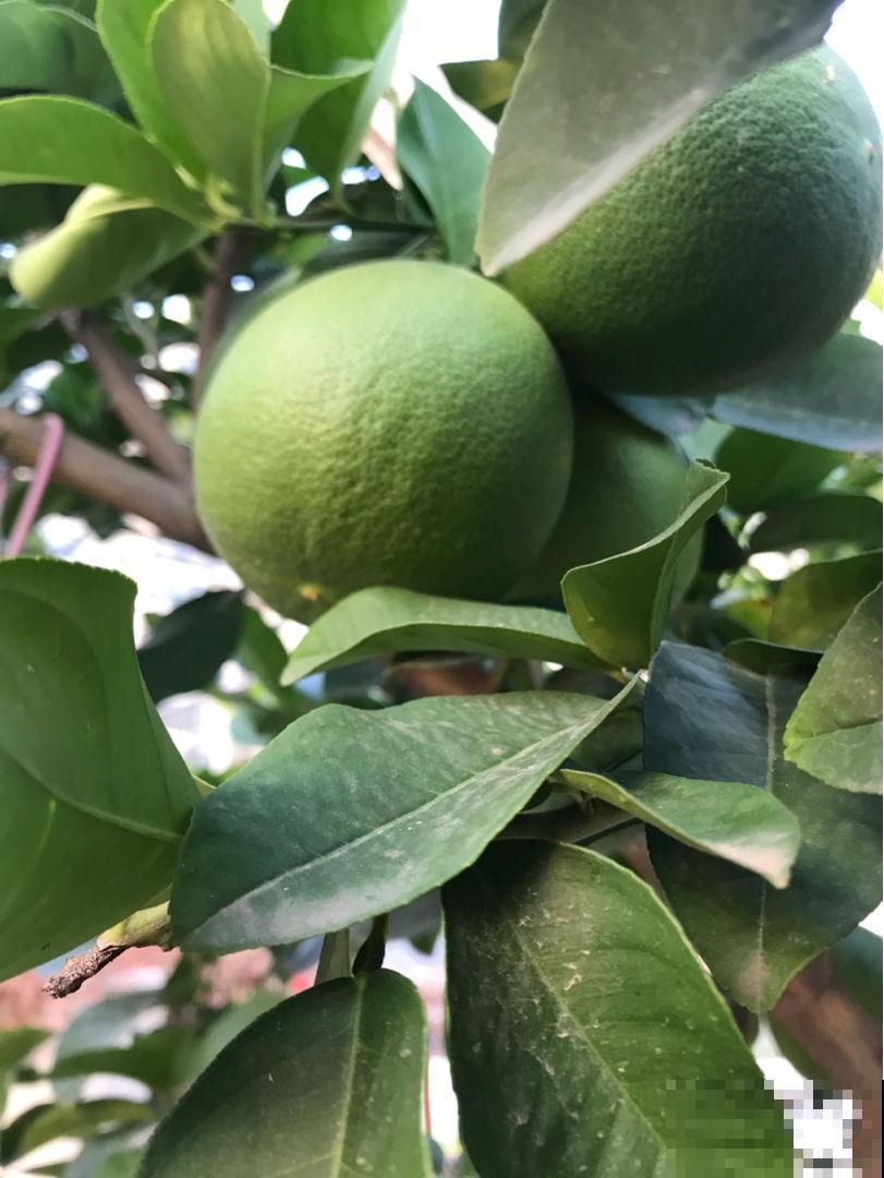秋天在家养柠檬，杀菌还能净化空气，一棵就能满屋飘香