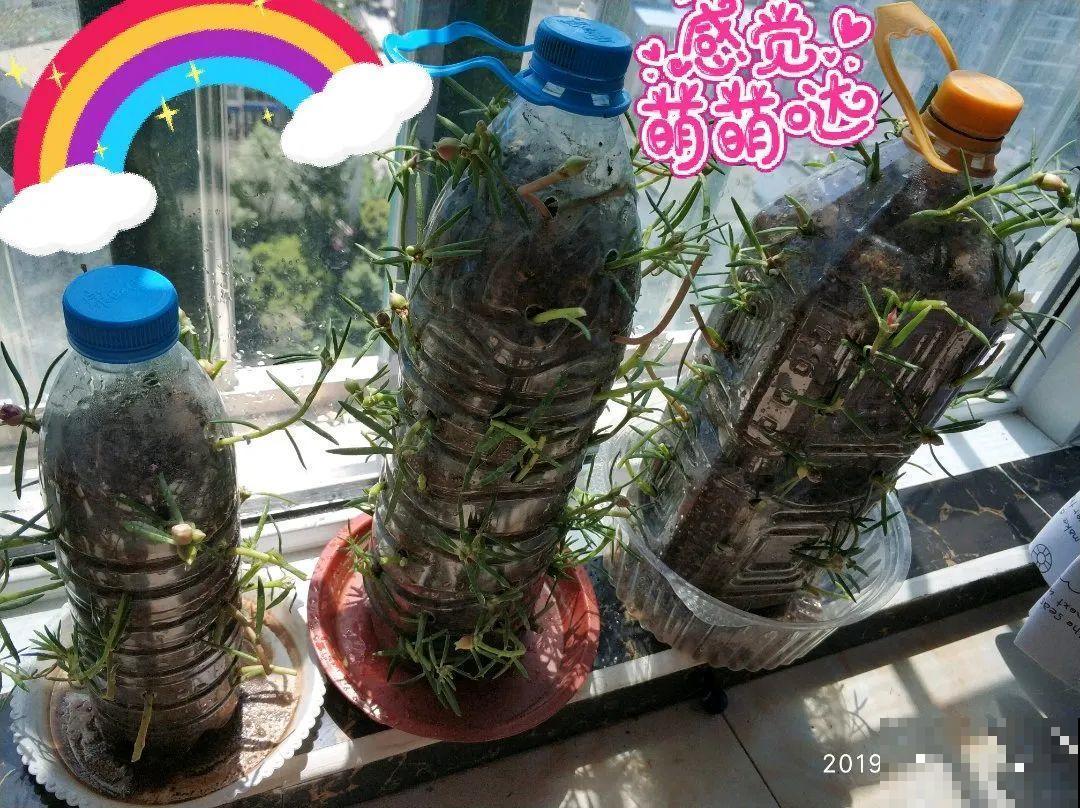 8根筷子绑一起,2个月变老桩,让你爱不释手! 8根筷子绑一起,2个月变老桩,让你爱不释手!