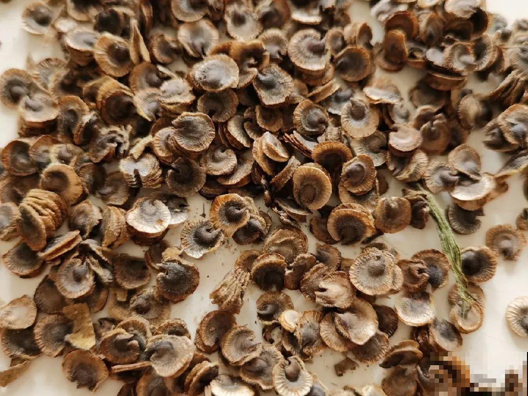 5种花最好别养,根钻得到处都是,砍都砍不尽! 5种花最好别养,根钻得到处都是,砍都砍不尽!