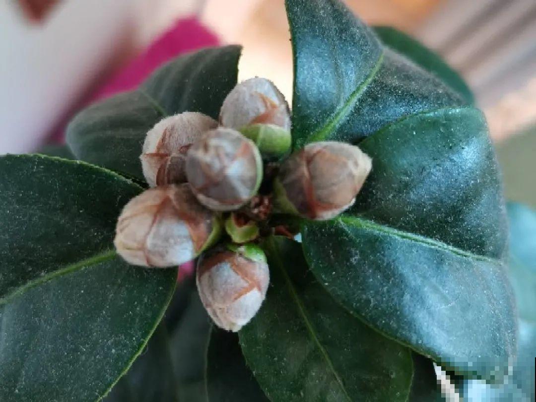 这种花苞要摘掉，不然全都开不了，花还会死！