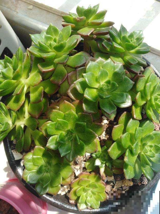 现在是多肉生长期，好养繁殖力强，入手超划算