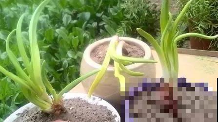 洋葱屁股不要扔，埋在土里浇点水，长成新洋葱！