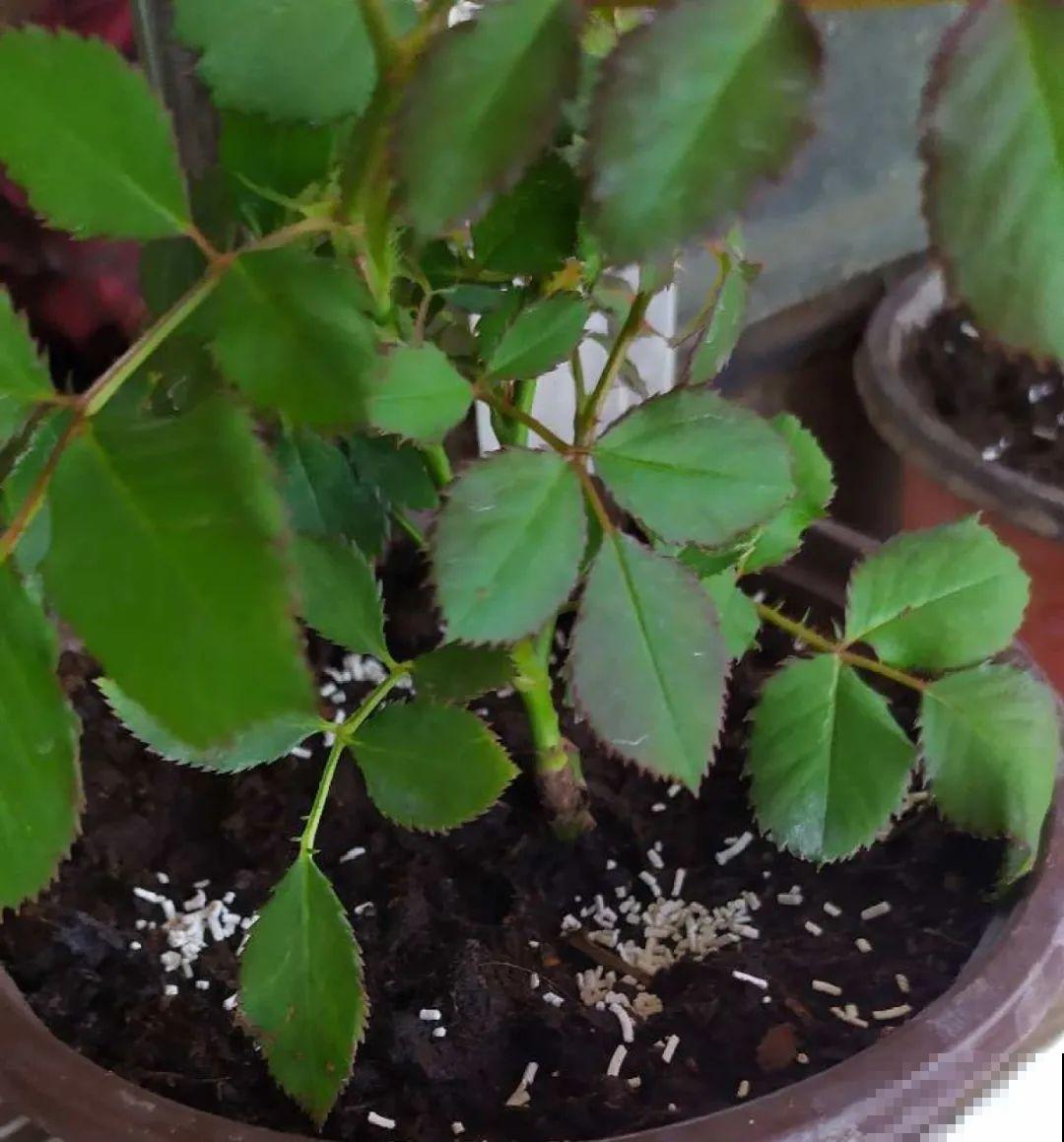 立秋后养花,8个注意事项,把花养的像白菜! 立秋后养花,8个注意事项,把花养的像白菜!