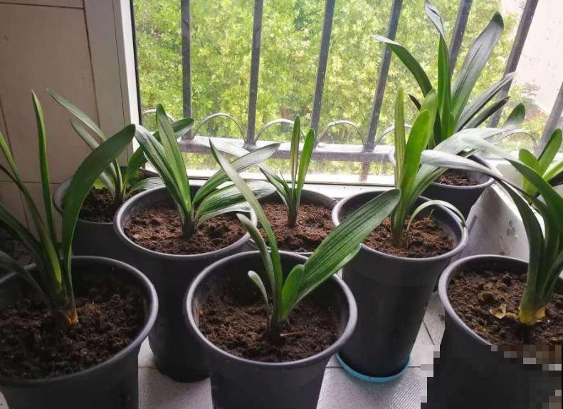 马上处暑了,这5种花最怕闷,别再浇水了! 马上处暑了,这5种花最怕闷,别再浇水了!