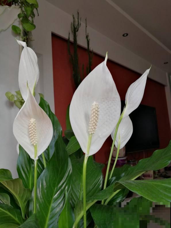 秋天养盆“杀菌花”,屋里空气清新,还能杀菌消毒 秋天养盆“杀菌花”,屋里空气清新,还能杀菌消毒