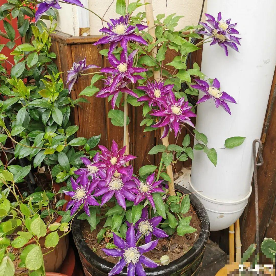 秋天养铁线莲，沾土就活，零下20度冻不死！